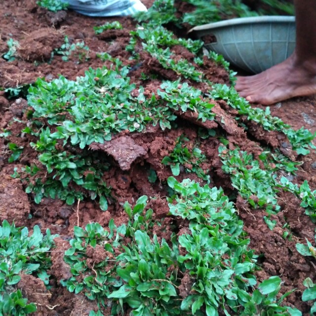 100+ Gambar Taman Rumput Gajah Mini Kekinian 100+ Gambar Taman Rumput Gajah Mini Kekinian