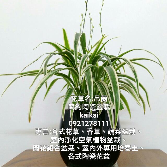 吊蘭(蜘蛛草、折鶴蘭)簡約陶瓷盆栽/淨化室內污染空氣, 家具及居家用品