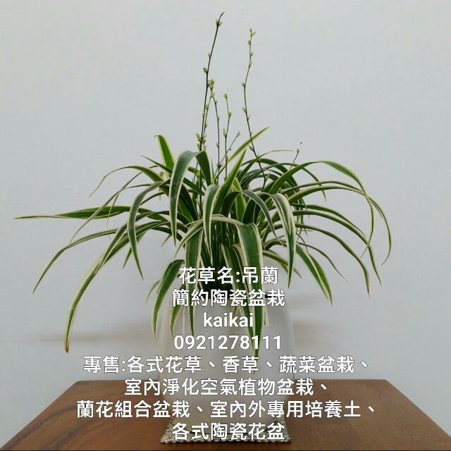 吊蘭 蜘蛛草 折鶴蘭 簡約陶瓷盆栽 空氣淨化機 淨化室內空氣 居家生活 園藝在旋轉拍賣