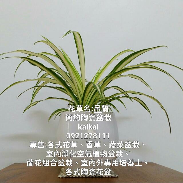 吊蘭 蜘蛛草 折鶴蘭 天然空氣淨化機 吸收室內污染空氣 居家生活 園藝在旋轉拍賣