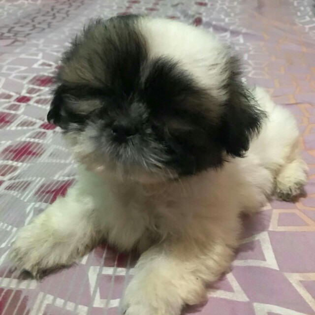 Shih tzu for sale 3000 online