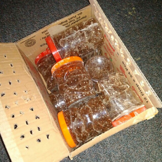 Paket Pemula Ternak Semut Rangrang Penghasil Kroto Pet Supplies
