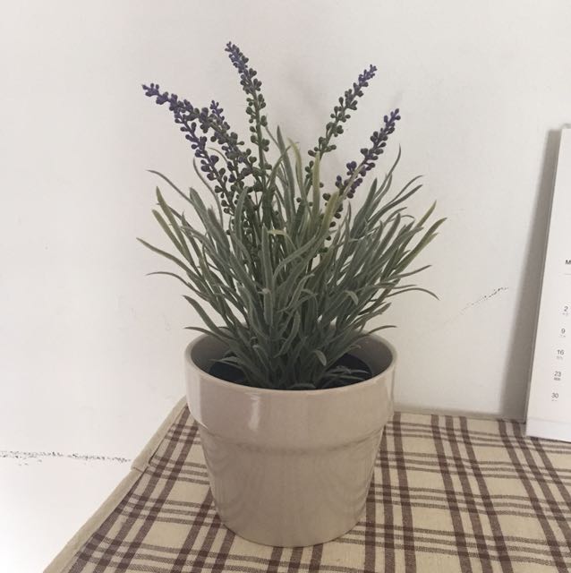 Lavender Bonsai IKEA + Vase, Gardening on Carousell Lavender Bonsai IKEA + Vase, Gardening on Carousell