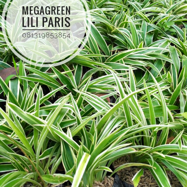 Menjual Tanaman Hias Pohon Lili Paris Gardening on Carousell Menjual Tanaman Hias Pohon Lili Paris Gardening on Carousell