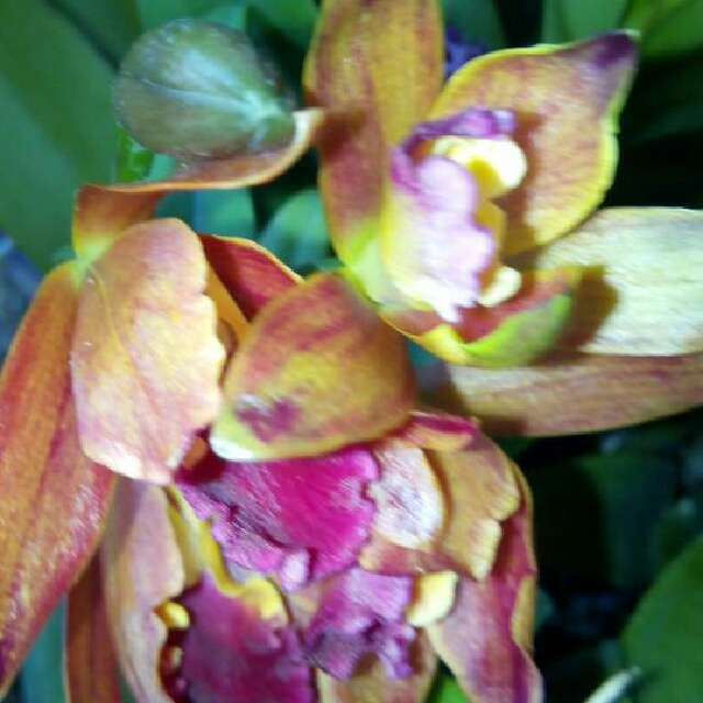 Orkid Cattleya Hybrid Siam Home Furniture Gardening On Carousell Orkid adalah antara spesies bunga yang boleh hidup subur serta mudah dibiakkan, sesuai dengan iklim tropika. orkid cattleya hybrid siam