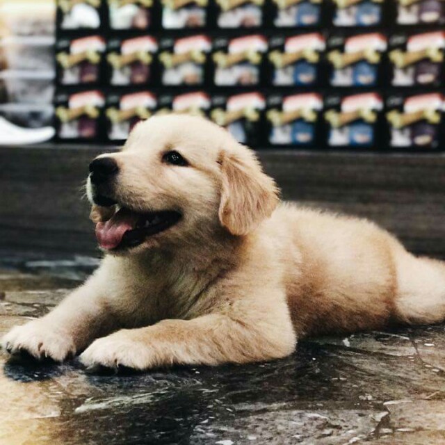 Big bone golden retriever puppy Everything Else Others on Carousell