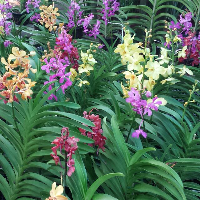 Plant Mokara Orchids 2 5 Ft Gardening On Carousell