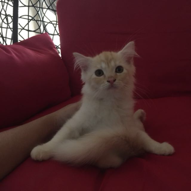 Persian american shorthair cat sale