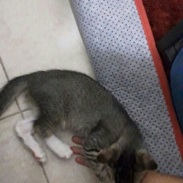 Any One Normal Cat Kitten Male I Need To Give Away Free Self
