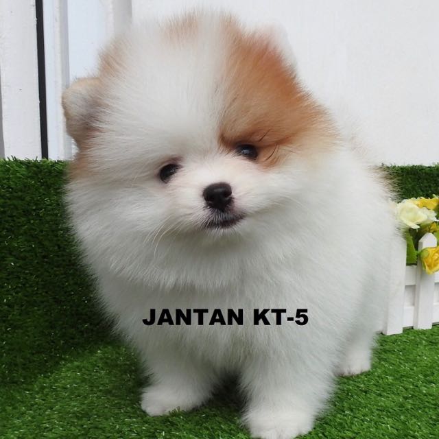 Mini pom super sales
