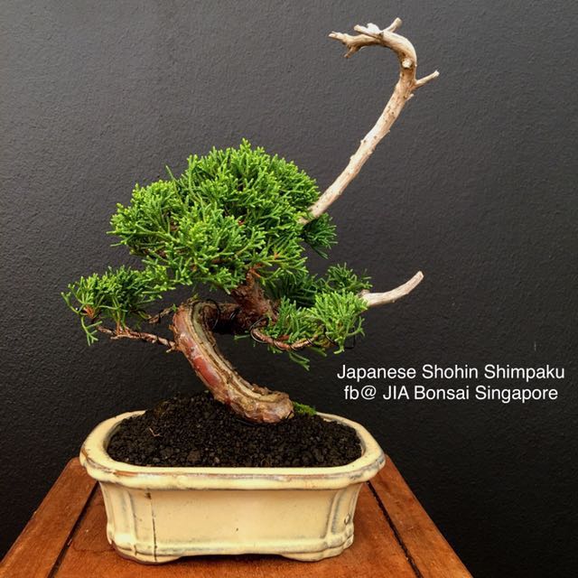Japanese Shohin Shimpaku Juniper Bonsai, Furniture & Home Living
