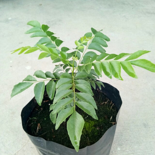 Ini Lah Cara Penjagaan Pokok Fiddle Fig Desainrumahid Pokok Kari Rumah Perabot Perkebunan Di Carou