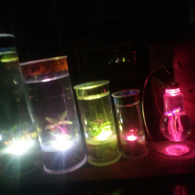 Paket Aquarium Mini Lampu Isi 3 Pet Supplies Accessories On