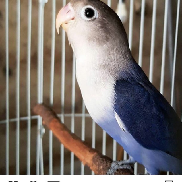Burung Lover Bird Vio Fc Looking For On Carousell