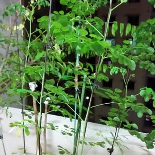 Plant - Moringa Tree