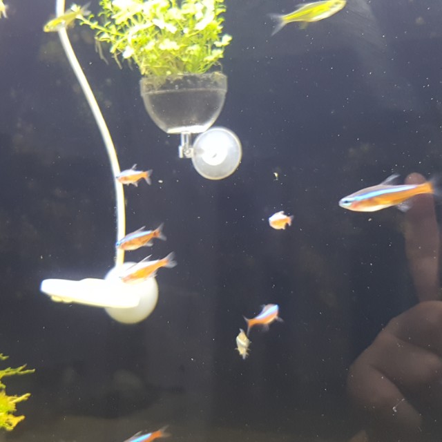 Cardinal tetras (XL), Everything Else on Carousell
