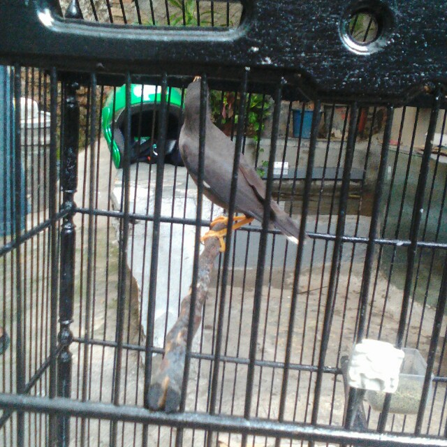 Burung Jalak Suren Jalak Kebo Mata Putih Gardening On Carousell