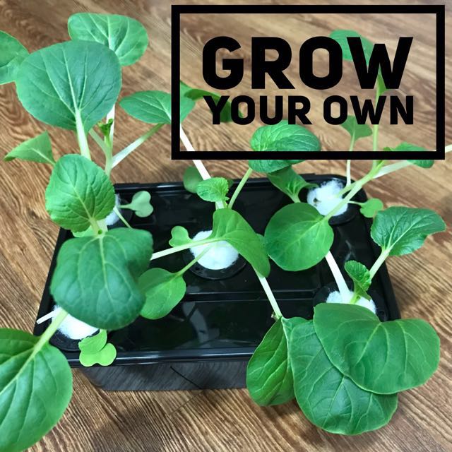 Hydroponic Kratky Method Grow Your Own Vege Kit Gardening On Carousell