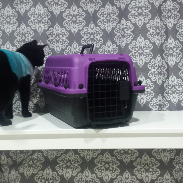 Great Choice 19 Pet Carrier for Small Dogs Cats Pets Supplies Pet Accessories on Carousell