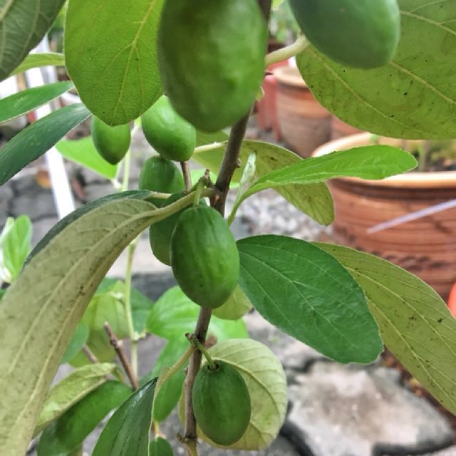 Pokok Epal Bidara Home Furniture Gardening On Carousell
