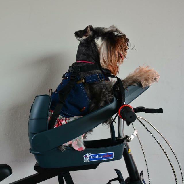 Buddyrider bicycle hotsell seat