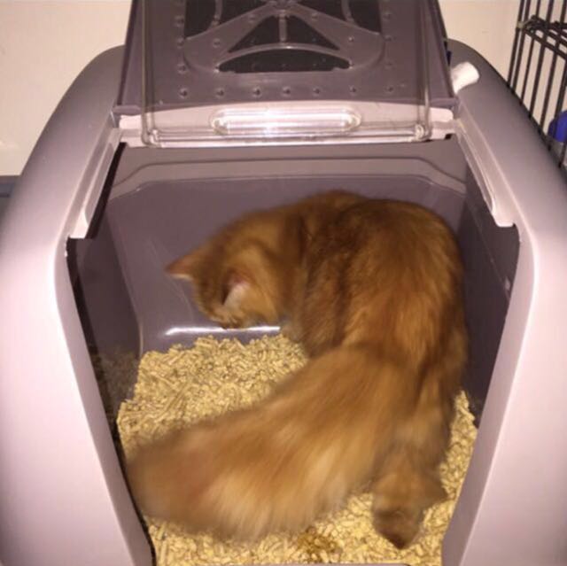 CATIT jumbo litter box with hood, Pet Supplies, Homes & Other Pet