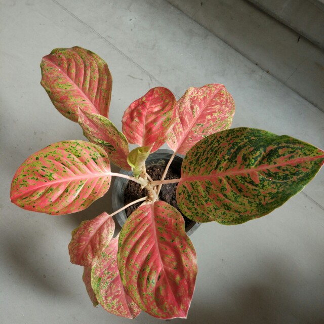 Coleus (Category: Plants & Seeds) located in Singapore. Submitted by jireh77 (Listing ID 137014289, Image 2). Description: If you don't drive, delivery of the plant(s) is possible but please add $3-5 (depending on where you are) to offset my petrol costs..