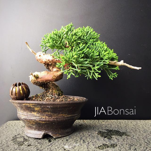 Japanese Shohin Shimpaku Juniper Bonsai, Furniture & Home Living
