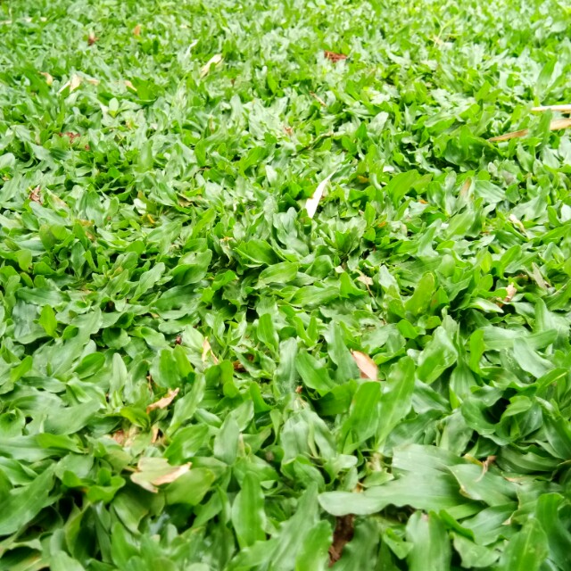 Jual Benih Rumput Jepang Zoysia Matrella 10 Gram Di