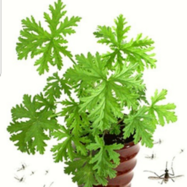 citronellascented geranium (Pelargonium citrosa), or