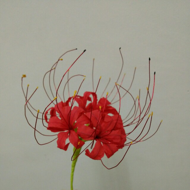 Crepe Flower Red Spider Lily Design Craft Handmade Goods Accessories On Carousell Crepe Flower Red Spider Lily Design Craft Handmade Goods Accessories On Carousell