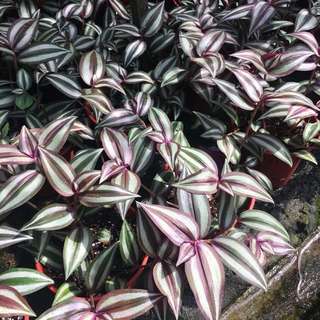 🍁STRIKING Wandering Jew