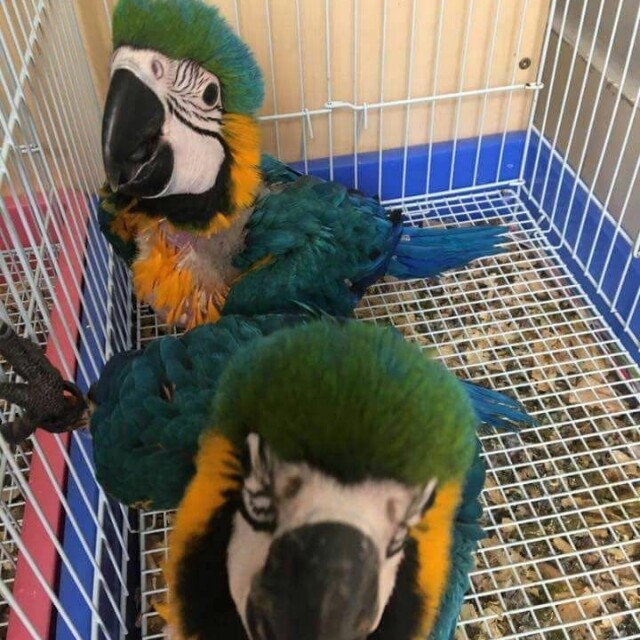 11++ Harga anakan burung macaw terupdate