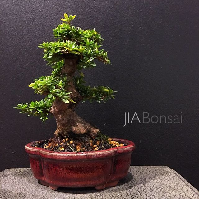 Japanese Satsuki Azalea Bonsai Small Leaves Gardening On Carousell