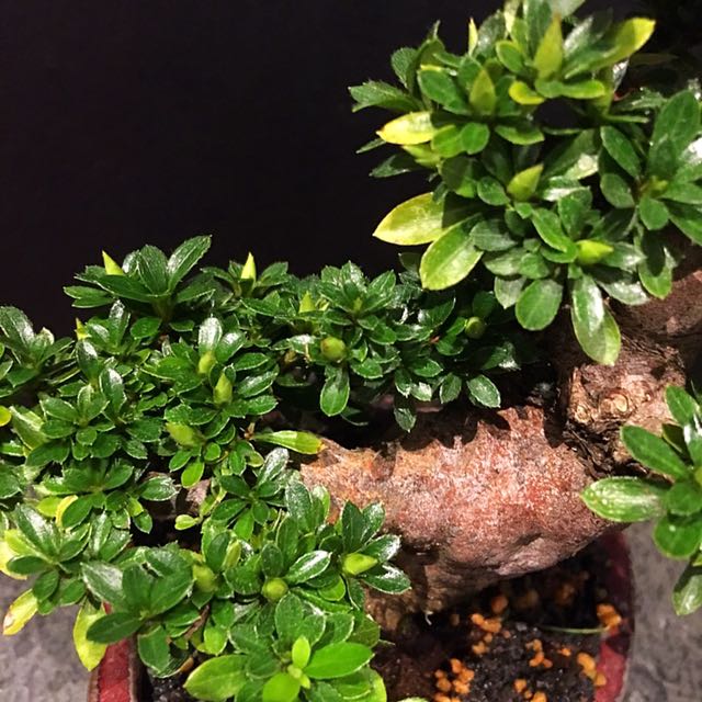 Japanese Satsuki Azalea Bonsai Small Leaves, Furniture & Home Living