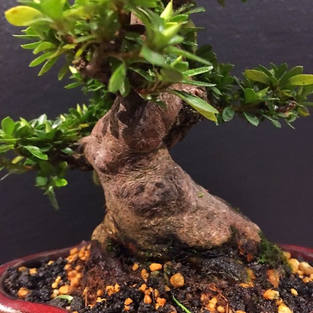 Japanese Satsuki Azalea Bonsai Small Leaves, Furniture & Home Living