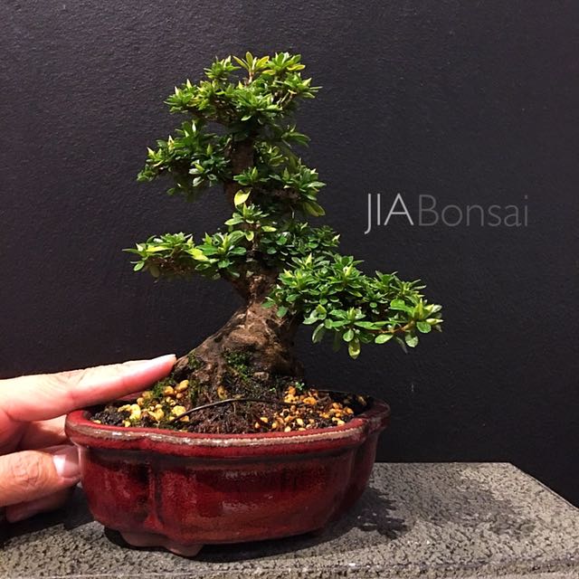 Japanese Satsuki Azalea Bonsai Small Leaves, Furniture & Home Living