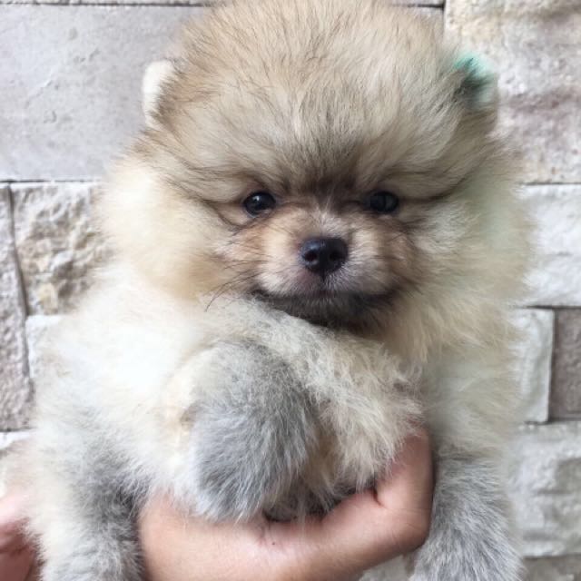 Jual anak anjing pomeranian top