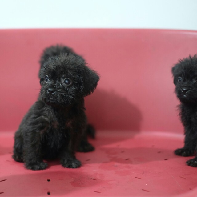 Jual Anjing Murah No Surat No Vaksin Jual Cepar Everything