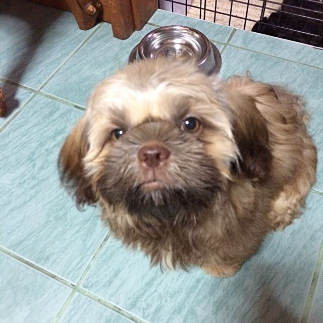 Shih tzu store liver line price