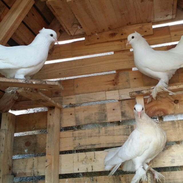 Burung Merpati Kipas Pet Supplies Pet Food On Carousell