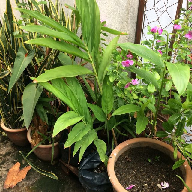 Pokok Bunga Kantan Home Furniture Gardening On Carousell