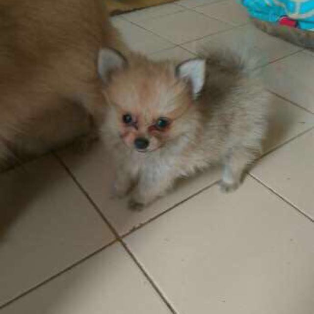 Jual Anjing Mini Pom 7 Minggu Murah Women S Fashion Women S