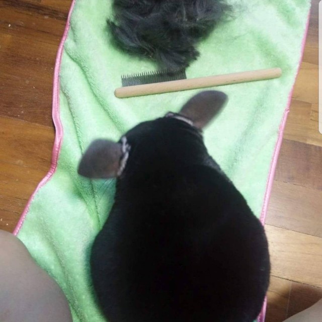 Chinchilla sales grooming comb