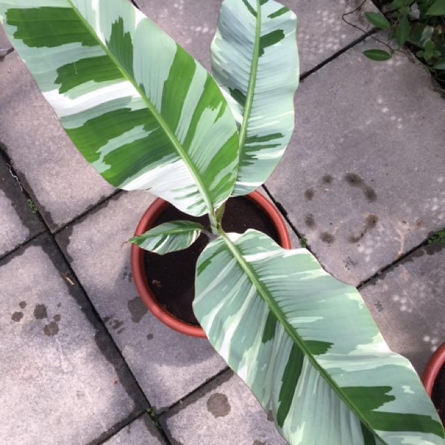 Variegated banana plant, Gardening on Carousell