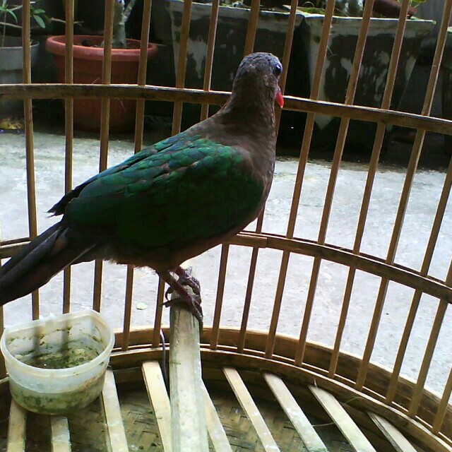 Burung Punai Pet Supplies Pet Accessories On Carousell