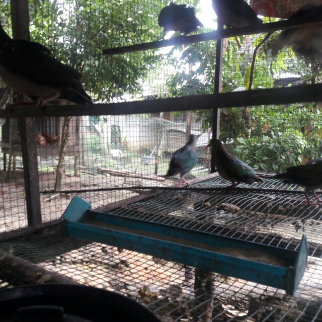 Burung Punai Tanah Pet Supplies Pet Accessories On Carousell