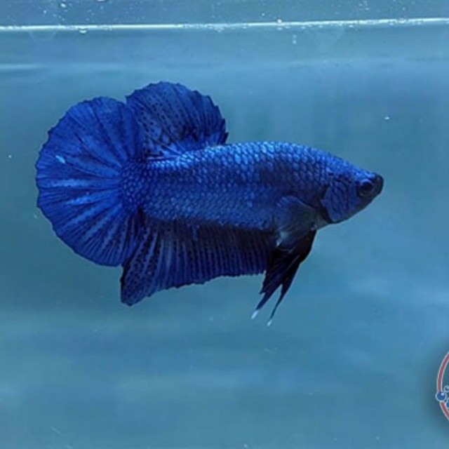 Ikan Cupang Giant Blue Solid Serba Serbi Others Di Carousell