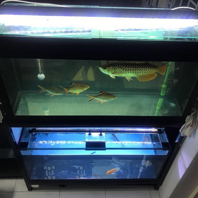 Fish Tank & Supplies, Pets Supplies, Pet Accessories on Carousell