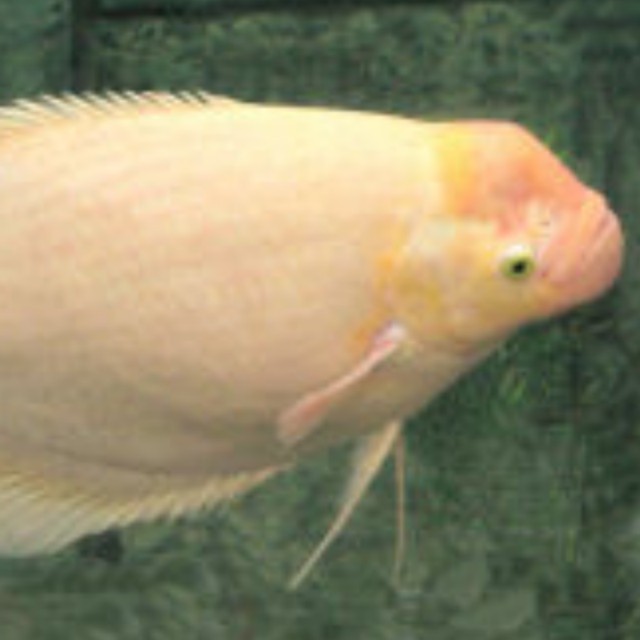 gourami fish for sale